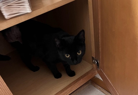 black cat crouching in a cupboard